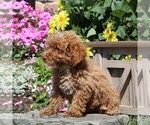 Small #1 Poodle (Miniature)