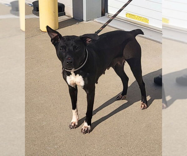 Medium Photo #2 American Staffordshire Terrier-Unknown Mix Puppy For Sale in Louisville, KY, USA