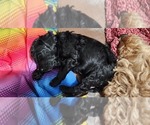 Small Photo #2 Goldendoodle Puppy For Sale in DALLAS, GA, USA
