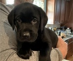 Puppy Puppy 4 Red Labrador Retriever