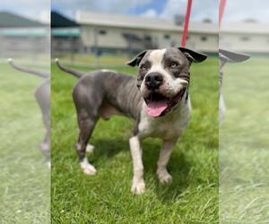 American Pit Bull Terrier Dogs for adoption in Naples, FL, USA