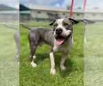 Small American Pit Bull Terrier