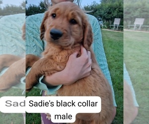 Golden Retriever Puppy for sale in PIPESTONE, MN, USA