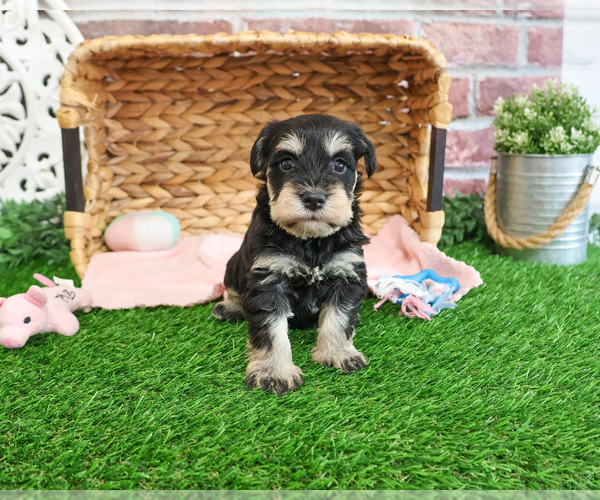 Medium Photo #3 Schnauzer (Miniature) Puppy For Sale in SYRACUSE, IN, USA