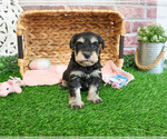 Small #2 Schnauzer (Miniature)