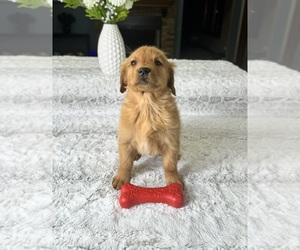 Golden Retriever Puppy for sale in GREENFIELD, IN, USA