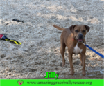Small Photo #4 American Pit Bull Terrier-Unknown Mix Puppy For Sale in Milton, FL, USA