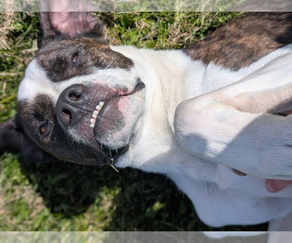 Medium Photo #13 Mutt Puppy For Sale in Brights Grove, Ontario, Canada