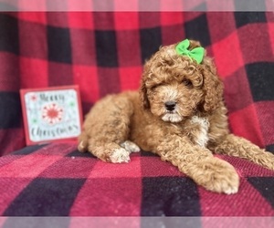 Cavapoo Puppy for sale in LAKELAND, FL, USA
