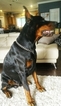 Small Photo #11 Doberman Pinscher Puppy For Sale in HIGH SPRINGS, FL, USA