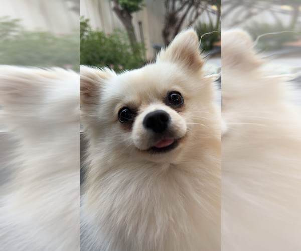 Medium Photo #1 Pomeranian Puppy For Sale in ESCONDIDO, CA, USA
