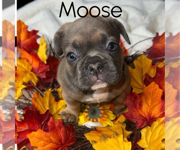 Medium Photo #1 French Bulldog Puppy For Sale in PORTSMOUTH, VA, USA