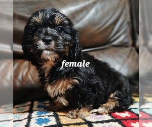 Silky Cocker Litter for sale in BURLINGTON, MA, USA