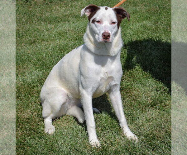 Medium Photo #3 Border Collie-Great Pyrenees Mix Puppy For Sale in Huntley, IL, USA