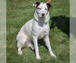 Small #2 Border Collie-Great Pyrenees Mix
