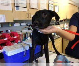 Labrador Retriever Dogs for adoption in Riverside, CA, USA