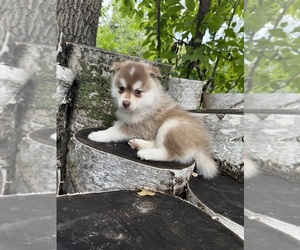 Pomsky Puppy for sale in STAPLES, MN, USA