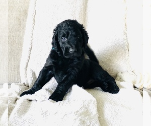 Double Doodle Puppy for sale in CAPE CORAL, FL, USA