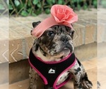 Small Photo #11 French Bulldog Puppy For Sale in PALO ALTO, CA, USA