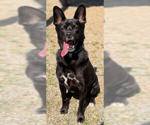 Schipperke-Unknown Mix Dogs for adoption in Augusta, GA, USA