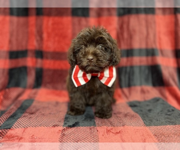 Medium Photo #5 ShihPoo Puppy For Sale in LAKELAND, FL, USA