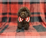 Bryant - Male ShihPoo Puppy for Sale - Photo #5