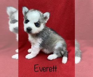 Siberian Husky Puppy for sale in DEARBORN, MO, USA