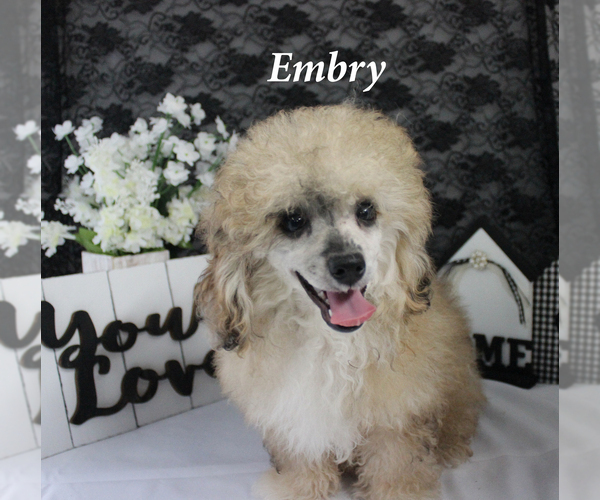 Medium Photo #3 Poodle (Miniature) Puppy For Sale in CHANUTE, KS, USA