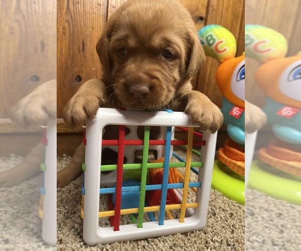 Medium Photo #8 Labrador Retriever Puppy For Sale in NEOLA, WV, USA