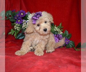 Maltipoo Puppy for sale in BARNESVILLE, KS, USA