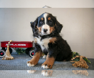 Medium Bernese Mountain Dog