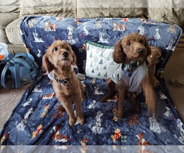 Medium Photo #1 Goldendoodle-Irish Doodle Mix Puppy For Sale in NEW LENOX, IL, USA