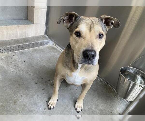 Medium Photo #1 German Shepherd Dog-Unknown Mix Puppy For Sale in Orange, CA, USA