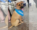 Small Photo #2 Black Mouth Cur-German Shepherd Dog Mix Puppy For Sale in Katy, TX, USA