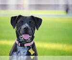 Small Boxer-Pointer Mix