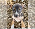 Small German Shepherd Dog Mix