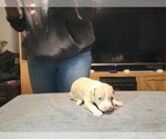 Small Photo #3 American Bully Puppy For Sale in WEST YORK, PA, USA