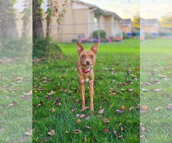 Medium Photo #8 Chihuahua Puppy For Sale in Sandy, UT, USA