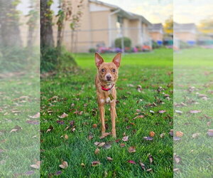 Hollis - Male Chihuahua Dog for Adoption - Photo #8