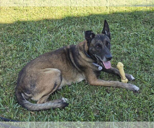 Medium Photo #1 German Shepherd Dog-Unknown Mix Puppy For Sale in Plantation, FL, USA