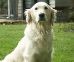 Small Photo #15 Golden Retriever Puppy For Sale in MISHAWAKA, IN, USA