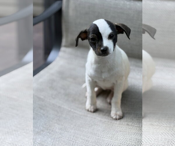 Medium Photo #2 Chihuahua-Unknown Mix Puppy For Sale in Greenville, SC, USA
