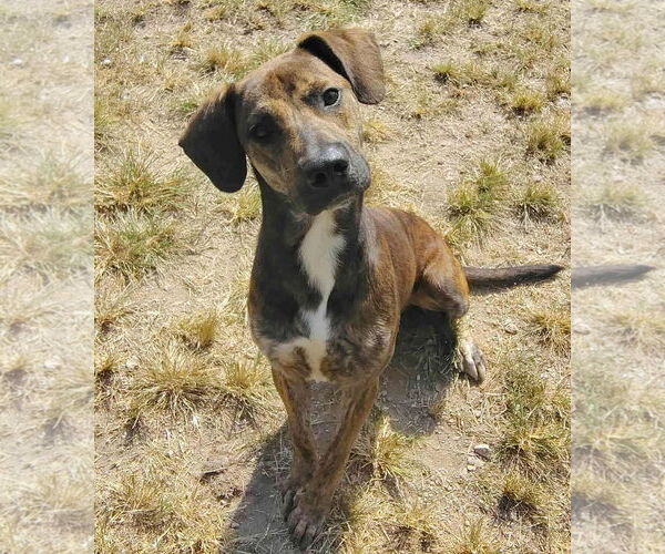 Medium Photo #3 Mountain Cur-Unknown Mix Puppy For Sale in Anniston, AL, USA