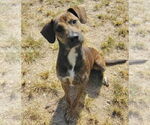 Small #2 Mountain Cur Mix