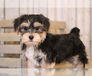 Yorkshire Terrier Puppy for sale in MOUNT VERNON, OH, USA