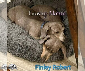 Emory Marie+ - Female Dachshund Dog for Adoption - Photo #10