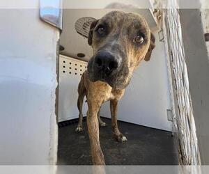 Mutt Dogs for adoption in Riverside, CA, USA