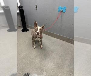 Mutt Dogs for adoption in Las Vegas, NV, USA