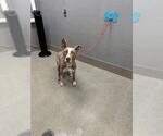 Small Mutt