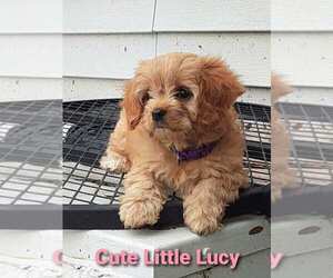 Cavapoo Puppy for sale in ELKHART, IN, USA